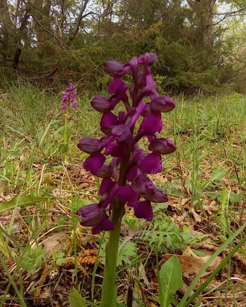 orchidee-Casentino